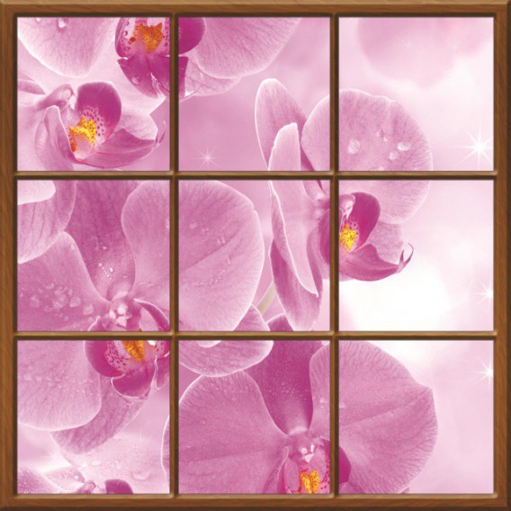 Fototapeta - FT0275 - Štvorcové okno - ružová orchidea