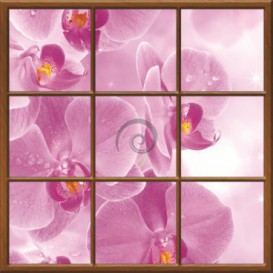 Fototapeta - FT0275 - Štvorcové okno - ružová orchidea