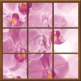 Fototapeta - FT0275 - Štvorcové okno - ružová orchidea
