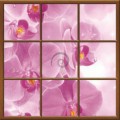 Fototapeta - FT0275 - Štvorcové okno - ružová orchidea