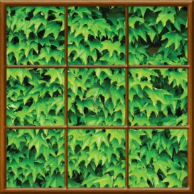 Fototapeta - FT0277 - Štvorcové okno - brečtanové listy