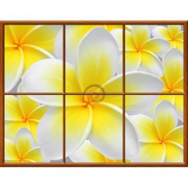 Fototapeta - FT0278 - Obdĺžnikové okno - žltobiely kvet