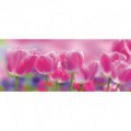 PA0014 250x104 Tulipány