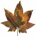 Fototapeta - FT5600 - Javorový list - jesenný les