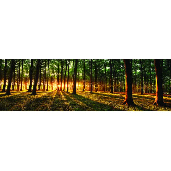Rohová fototapeta - FT4032 - Slnko prenikajúce lesom