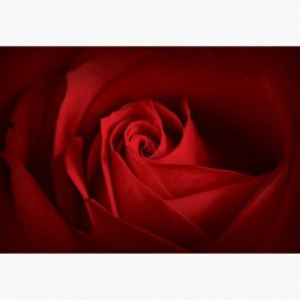 Fototapeta - FT6084 - Červená ruža