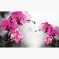 Fototapeta - FT6086 - Ružová orchidea