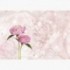 Fototapeta - FT6120 - Ružové kvety