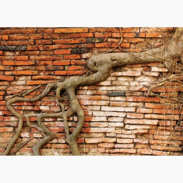 Fototapeta - FT6140 - Koreň stromu na tehlovej stene