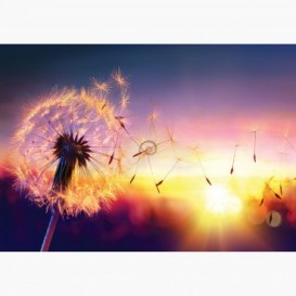 Fototapeta - FT6663 - Púpava