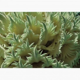 Fototapeta - FT6739 - Žluté listy