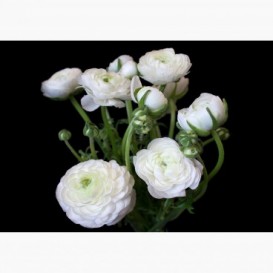 Fototapeta - FT6815 - Kytice bílých květů