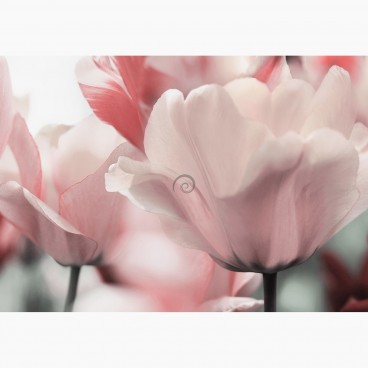 Fototapeta - FT6836 - Ružové tulipány