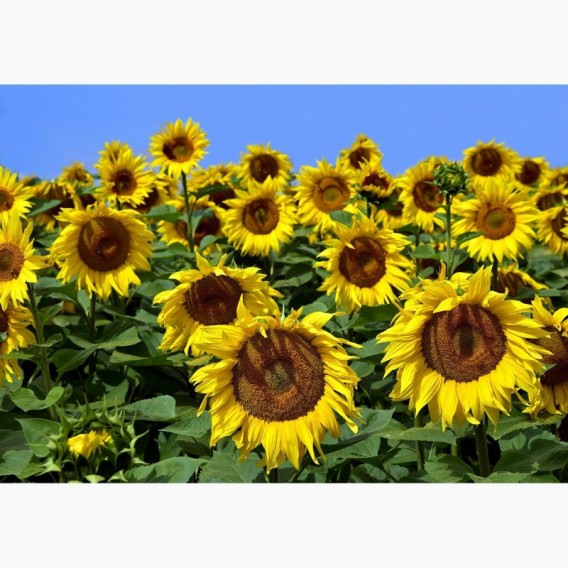 Fototapeta - FT7032 - Slnečnice