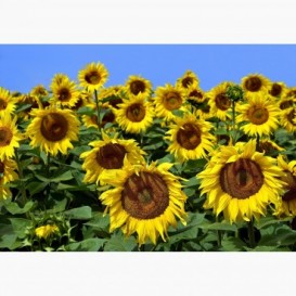 Fototapeta - FT7032 - Slnečnice
