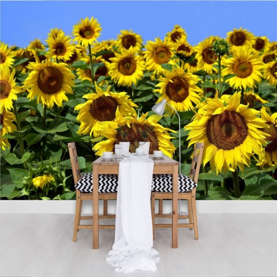 Fototapeta - FT7032 - Slnečnice