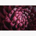 Fototapeta - FT7105 - Růžový květ dahlia
