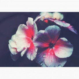Fototapeta - FT7114 - Bílo-růžové vintage květy