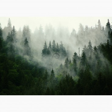 Fototapeta - FT7173 - Hmlistý les