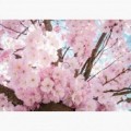 Fototapeta - FT7236 - Ružové kvety čerešne