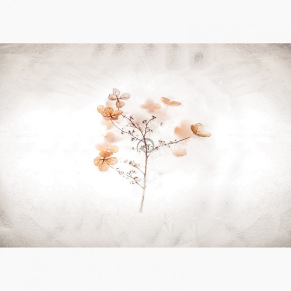 Fototapeta - FT7253 - Oranžové kvety