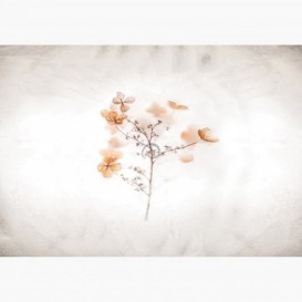 Fototapeta - FT7253 - Oranžové kvety