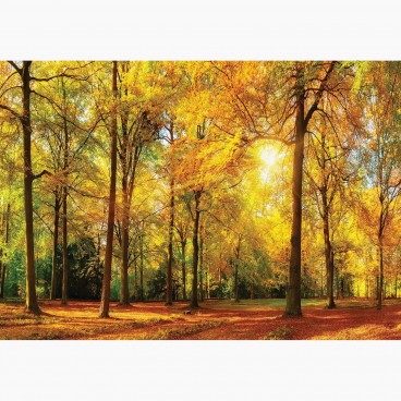 Fototapeta - FT7314 - Jesenný les