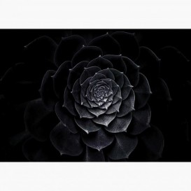 Fototapeta - FT7333 - Čierny kvet