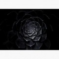 Fototapeta - FT7333 - Černý květ