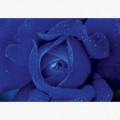 Fototapeta - FT7338 - Modrá ruža