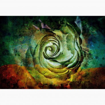 Fototapeta - FT7343 - Abstraktná farebná ruža