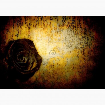 Fototapeta - FT7345 - Abstraktná ruža