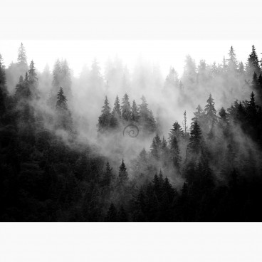 Fototapeta - FT7405 - Čierno-biely mlžný les