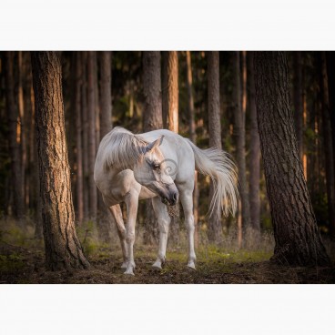 Fototapeta - FT7433 - Biely kôň v lese