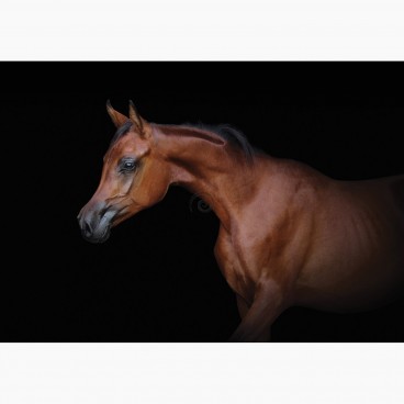 Fototapeta - FT7435 - Hnedý kôň