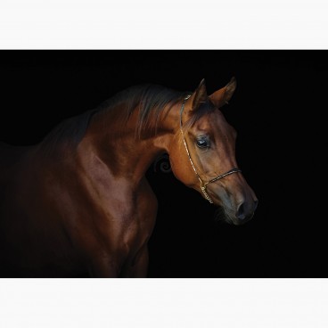 Fototapeta - FT7436 - Hnedý kôň