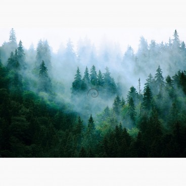 Fototapeta - FT7541 - Mlžný les