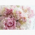 Fototapeta - FT7591 - Ružovo-biele ruže