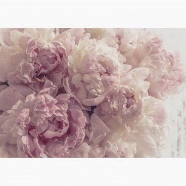 Fototapeta - FT7592 - Ružovo-biele ruže s clonou