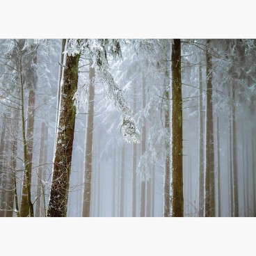 Fototapeta - FT7668 - Zimný les