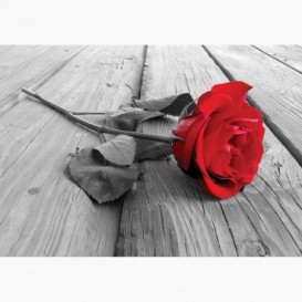 Fototapeta - FT7692 - Červená ruža