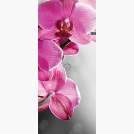Fototapeta - DV1051 - Růžová orchidej