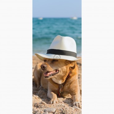 Fototapeta - DV1093 - Pes na pláži